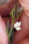 Vicia saxatilis