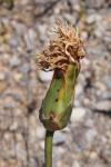 Scorzonera hispanica subsp. crispatula