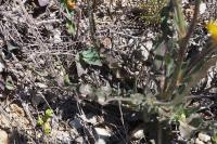Scorzonera hispanica subsp. crispatula
