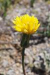Scorzonera hispanica subsp. crispatula