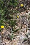 Scorzonera hispanica subsp. crispatula