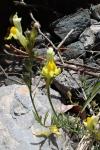 Linaria alpina