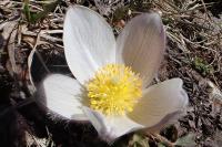 Pulsatilla vernalis