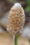 Plantago lagopus