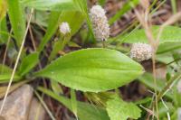 Plantago lagopus