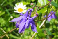 Aquilegia vulgaris