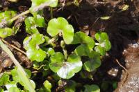 Ranunculus hederaceus