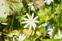 Stellaria graminea