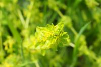Cruciata laevipes