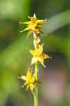 Carex echinata