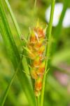 Carex hirta