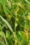 Carex divulsa