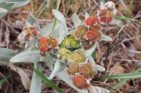 Cynoglossum cheirifolium