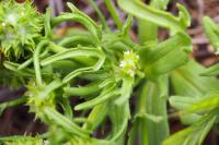 Valerianella discoidea