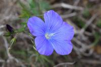 Linum narbonense