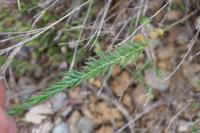 Linum narbonense