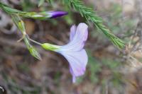 Linum narbonense