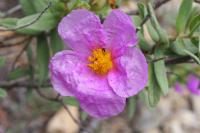 Cistus albidus