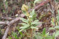 Cistus albidus