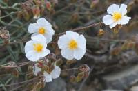 Helianthemum violaceum