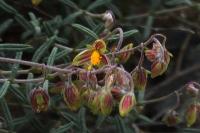 Helianthemum violaceum