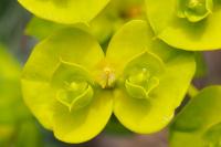 Euphorbia nicaeensis