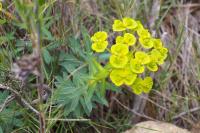 Euphorbia nicaeensis