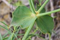 Euphorbia serrata