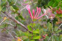 Lonicera implexa