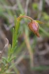 Fumana ericifolia