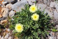 Urospermum dalechampii