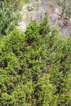 Juniperus phoenicea