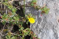 Ononis minutissima