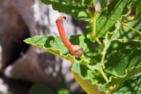 Aristolochia pistolochia