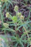 Plantago afra