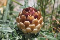 Rhaponticum coniferum