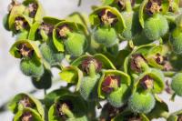 Euphorbia characias