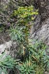 Euphorbia characias