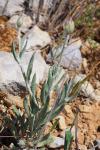 Xeranthemum inapertum