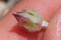 Xeranthemum inapertum