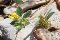 Medicago minima