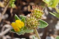 Medicago minima