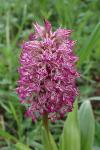 Orchis x angusticruris