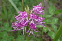 Orchis x angusticruris