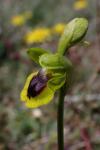Ophrys lutea