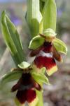 Ophrys aymoninii