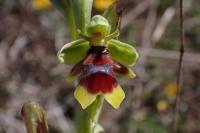 Ophrys aymoninii