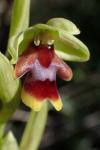 Ophrys aymoninii