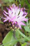 Centaurea aspera