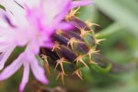 Centaurea aspera